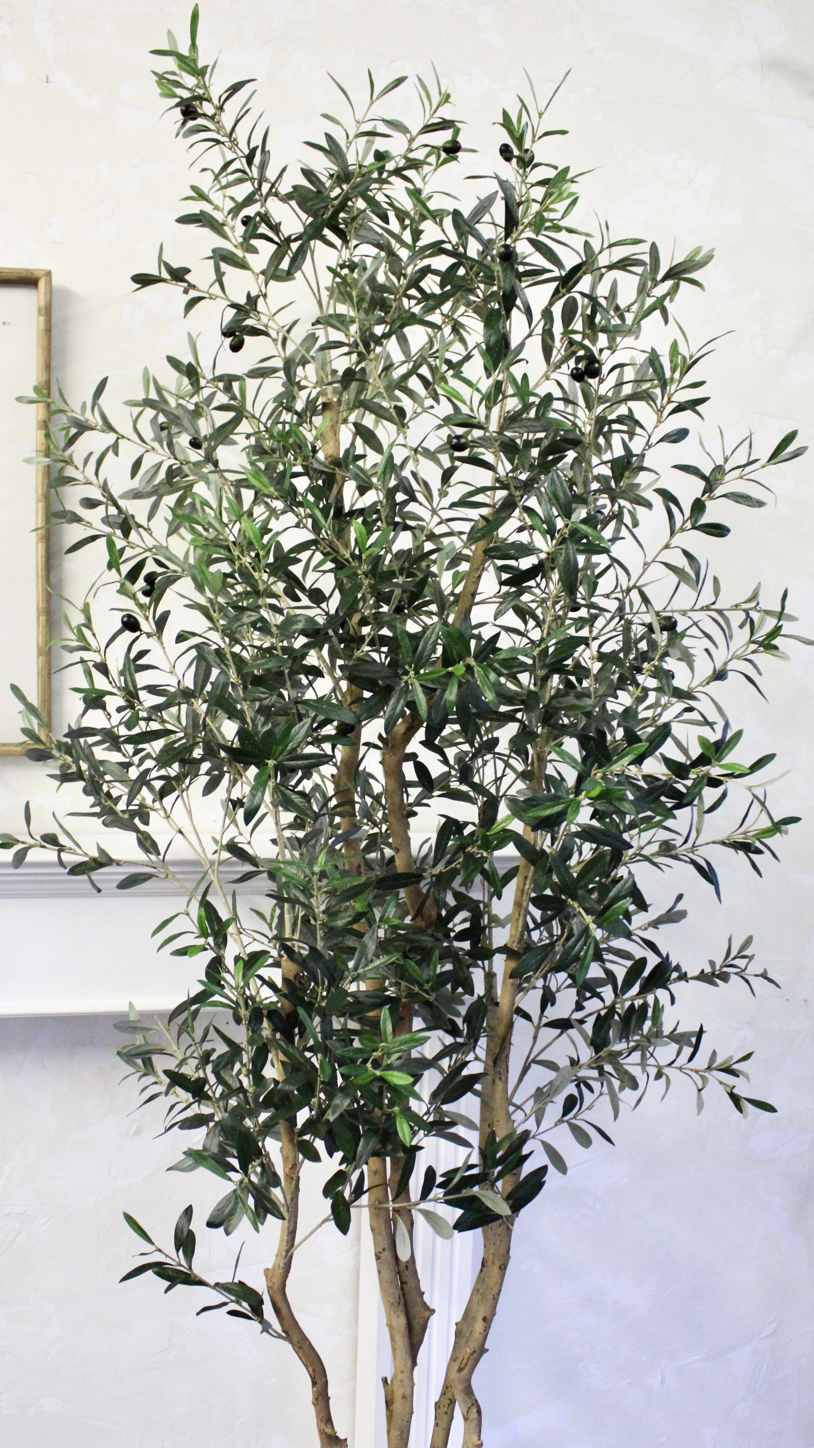7.5’ Natural Trunk Olive Tree
