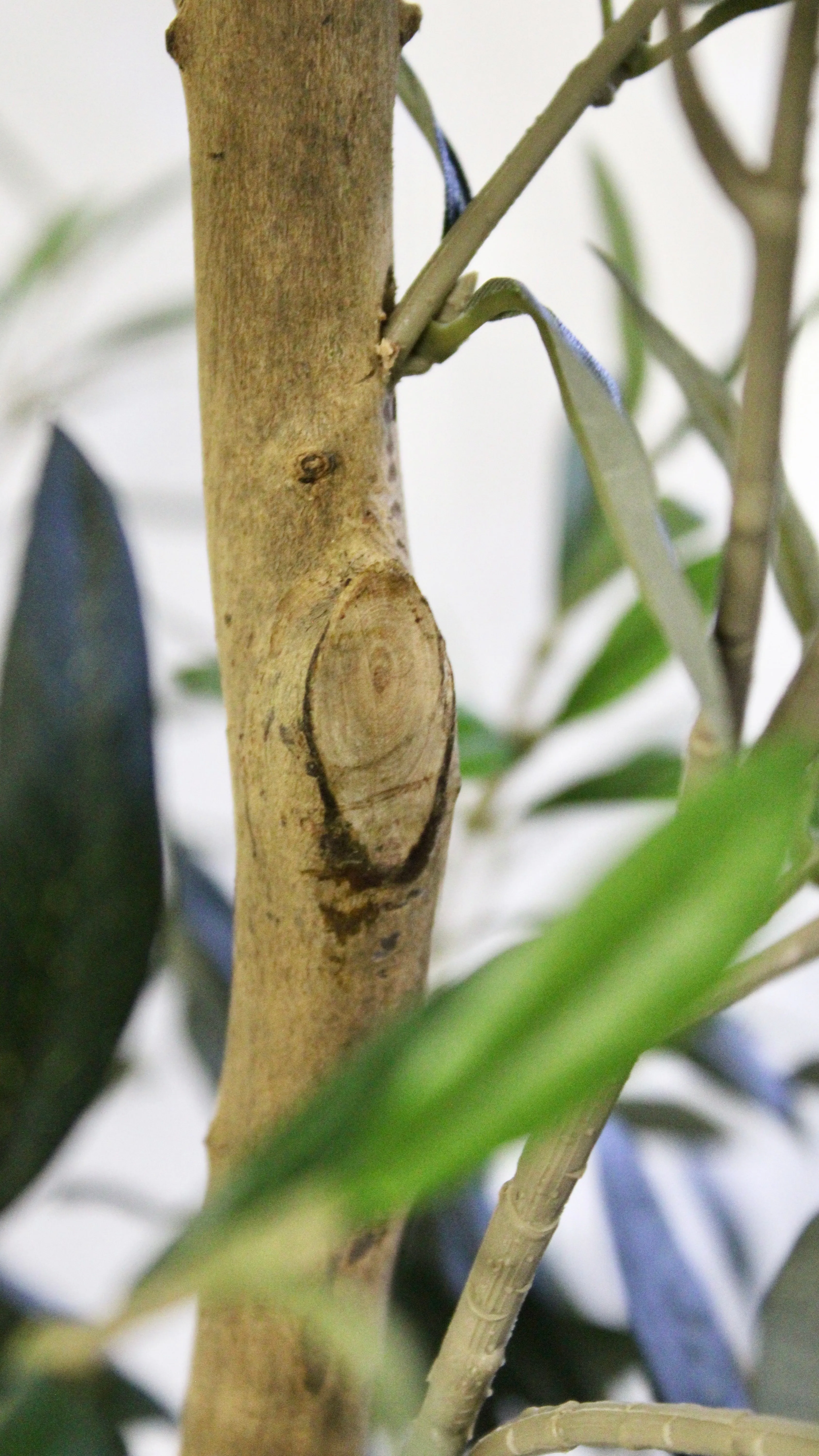 7.5’ Natural Trunk Olive Tree