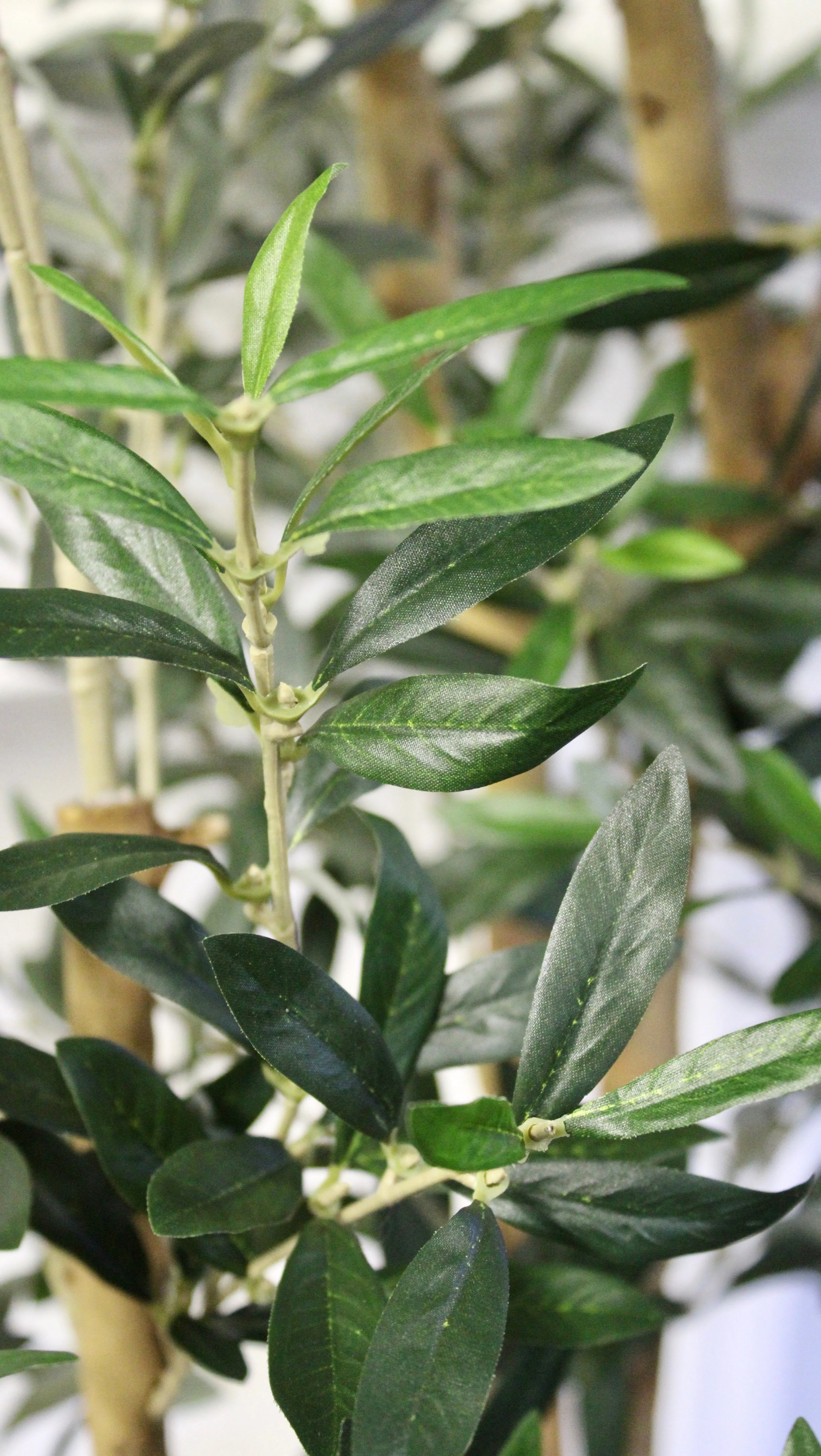 7.5’ Natural Trunk Olive Tree