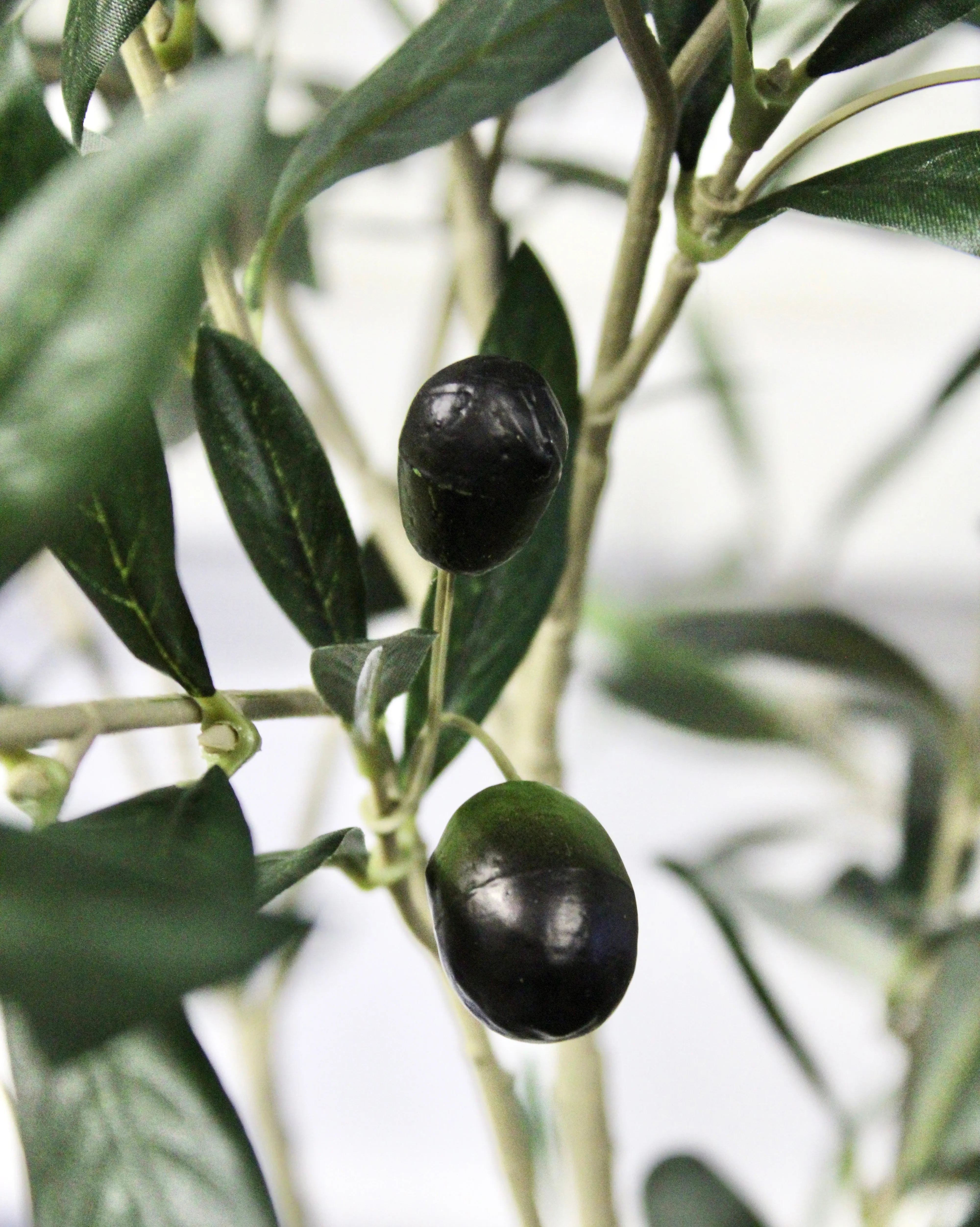 7.5’ Natural Trunk Olive Tree