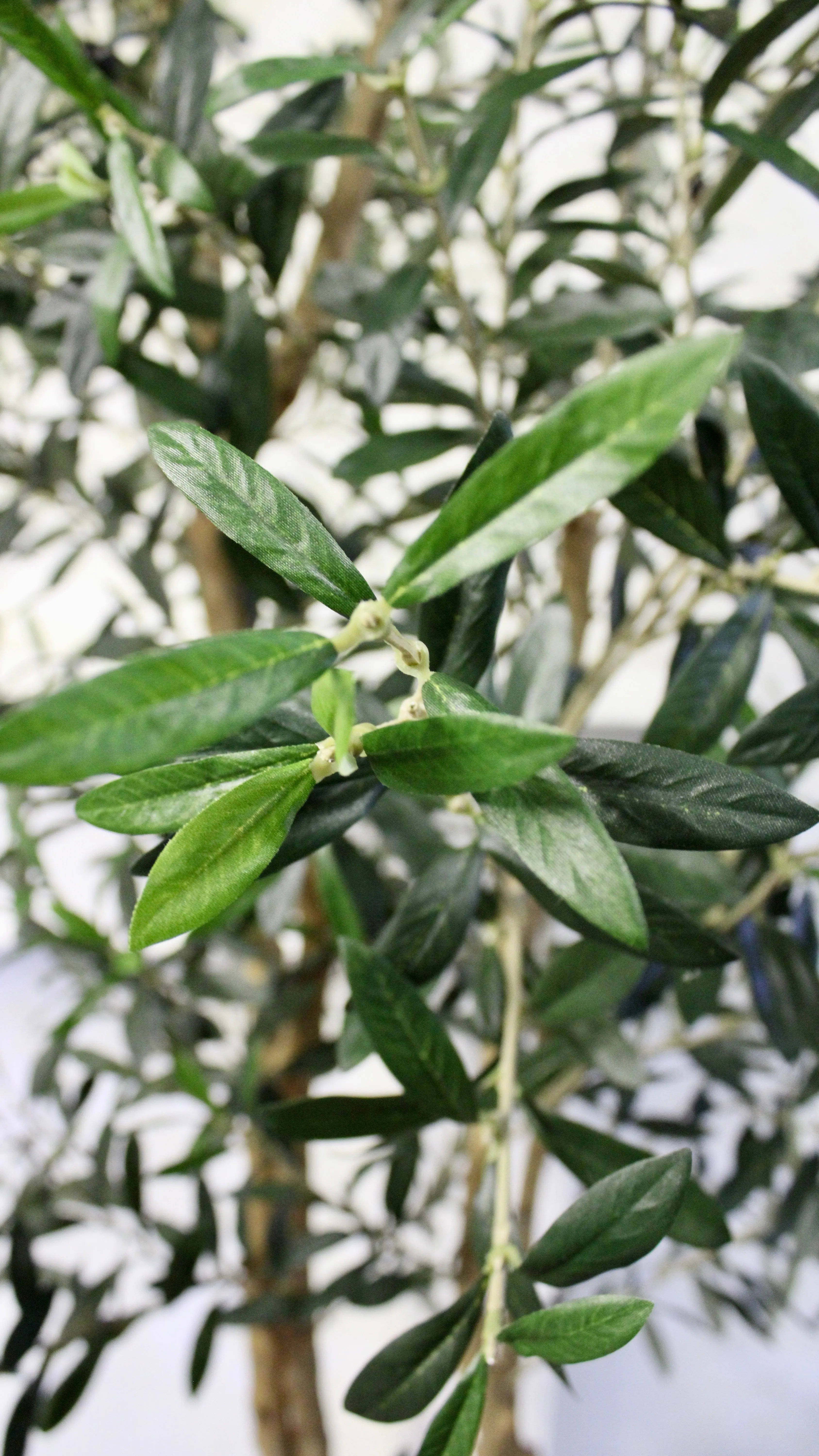 7.5’ Natural Trunk Olive Tree