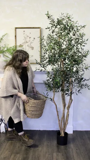 7.5’ Natural Trunk Olive Tree