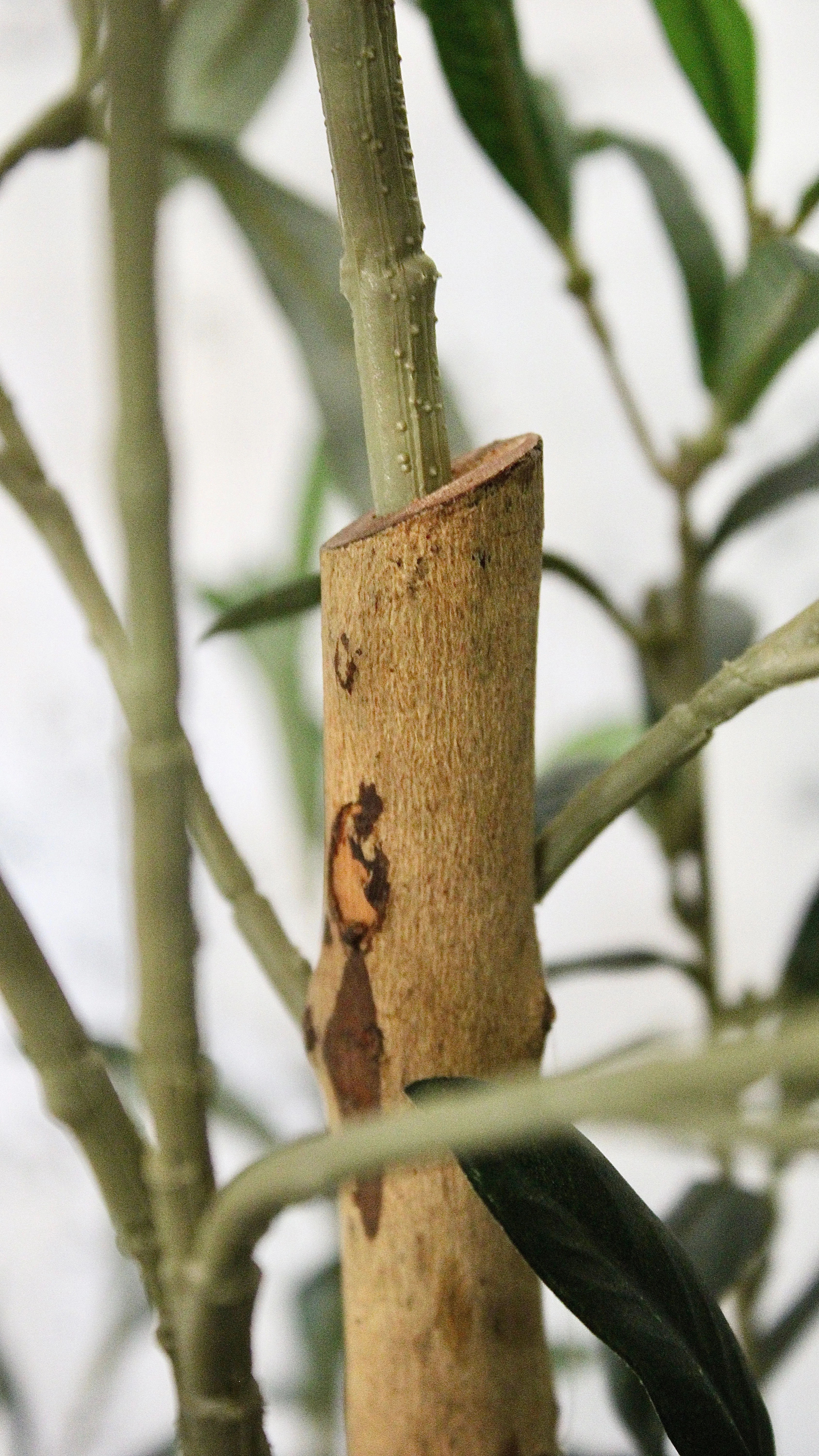 7.5’ Natural Trunk Olive Tree