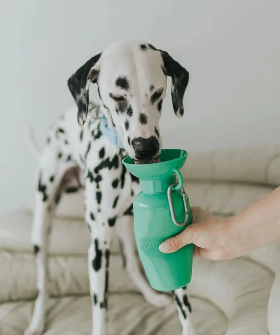 Springer Classic Travel Dog Water Bottle - Green