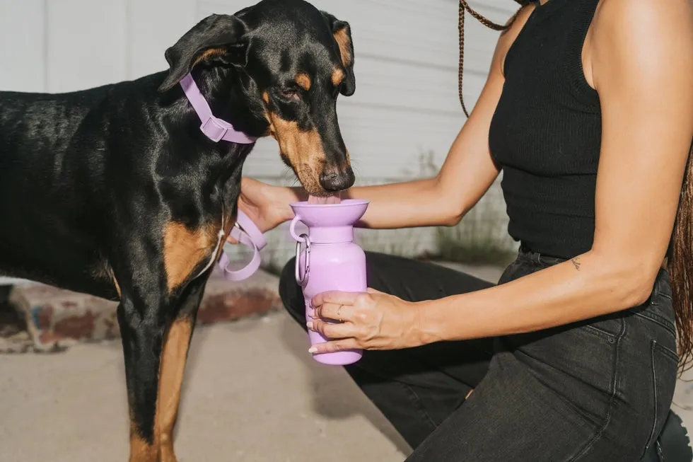 Springer Classic Travel Dog Water Bottle - Lilac